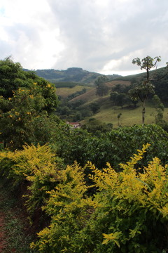 LBB café bio Brésil